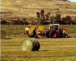 Farm Field